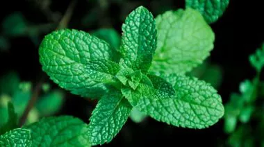 garnishing-instructions-image